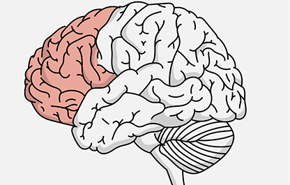 Drawing of the brain, with the cerebrum highlighted in red.